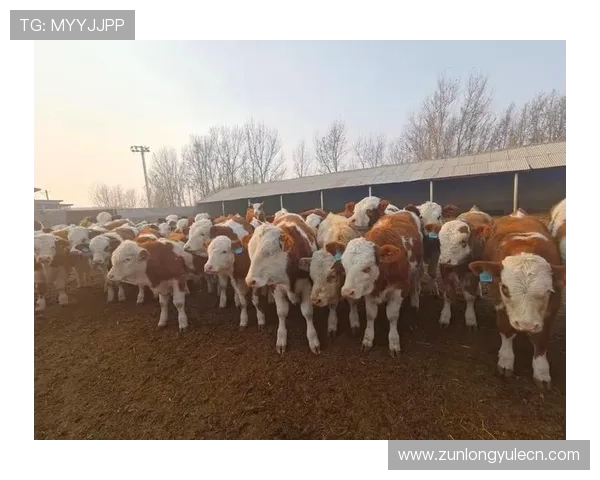 浏览尊龙凯时官网，享受全方位的游戏体验与优惠活动